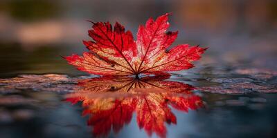 Vibrant Red Maple Leaf Floating on Water Surface with Stunning Reflection in Calm Autumn Atmosphere photo