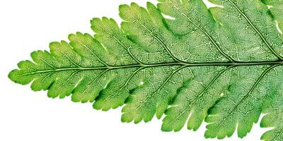 Detailed Close-Up of a Green Fern Leaf Showing Intricate Texture and Natural Patterns on a White Background photo