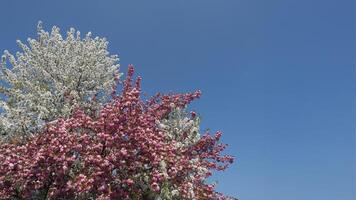 bicolored cherry tree copy space photo