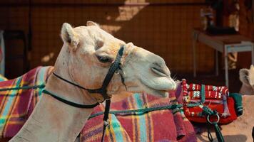A camel with a saddle and a blanket video