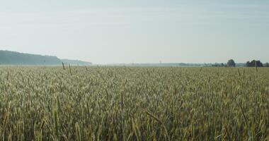 Golden wheat field on a summer sunny day. Tall ears of wheat stir in the wind photo