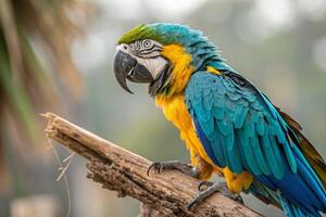 A colorful macaw parrot portrait captured with a blurred background highlighting its vibrant feathers photo