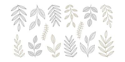 Collection of hand drawn botanical line art leaves vector