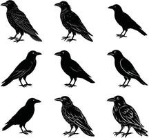 Black raven illustrations set in various styles including silhouettes and detailed feathered outlines for designs. vector