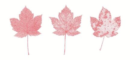Risograph Print with Photocopy Effect Featuring Maple Leaves vector