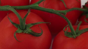 Tomatoes are shown in this image video