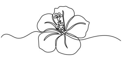 Hibiscus flower in one continuous line drawing illustration, Hibscus Flower Continuous Line Drawing with Editable Stroke, Continuous One Line Hibiscus Flower vector