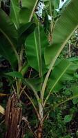 Banana plantation, small banana tree in the garden video