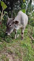 Asian cattle eat grass in rural areas. Grey cattle front view video
