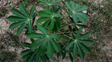 Close-up of Manihot esculenta Leaf. Cassava plantation top view with soil background video
