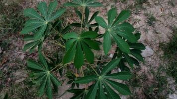 Cassava plantation top view with soil background. Close-up Manihot esculenta video
