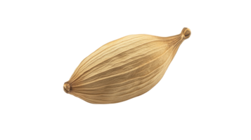 Unique dried seed pod displayed on a plain background showcasing its textured surface and distinctive shape png