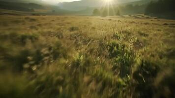 Flying Low Over Golden Meadow at Sunrise Scenic View video