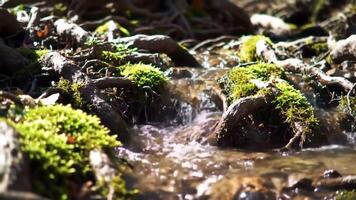Flowing Water Through Mossy Rocks in Forest Stream Close-up video