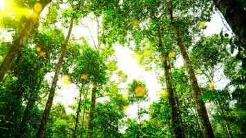 Looking Up at Lush Green Trees in Bright Tropical Forest video