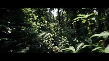 Moving Through Lush Green Jungle Foliage Slow Motion video