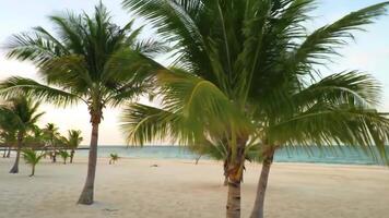 Relaxing on Tropical Beach with Palm Trees and Calm Ocean View video