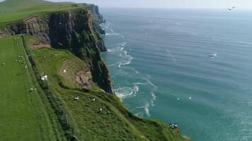 Birds Resting on Green Cliffside Overlooking the Ocean Aerial Shot video