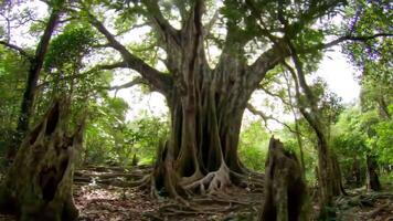 Exploring Ancient Tree and Forest Scenery in a Tropical Environment video