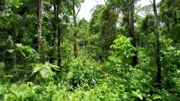 Exploring Lush Green Forest with Dense Foliage in Daylight video