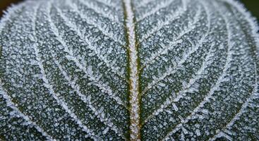 Close up of frost covered leaf with intricate ice crystal patterns photo