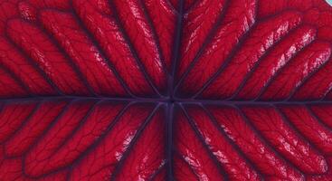 Vivid red leaf close up showing intricate vein patterns and textures photo