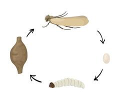 Clothes moth life cycle showing the four stages of development from egg to larva, pupa and adult moth vector