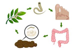 Hookworm life cycle showing infection stages from larvae to intestine vector