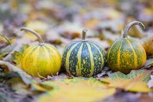 small decorative pumpkins for halloween holiday in autumn on leaves in october photo
