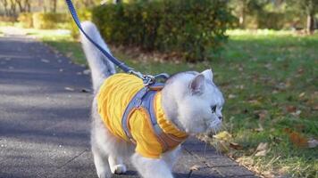 Adorable cat on a leash enjoys walk in autumn park wearing cozy sweater video