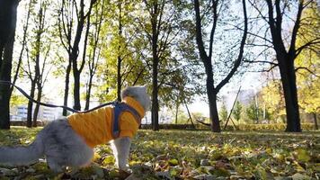 Cat in yellow sweater enjoying a walk in autumn park video