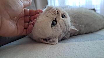 Playing a cat, enjoying the tender stroking of the head, lying on the back video