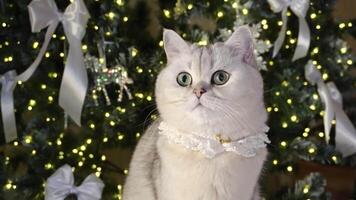 Festive feline gazes at illuminated christmas tree with curiosity and charm video