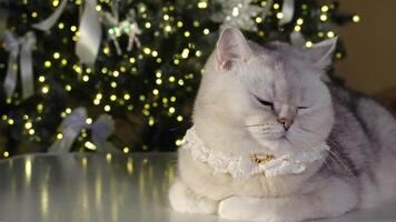 Curious cat in festive setting glances with playful charm near glittering holiday lights video