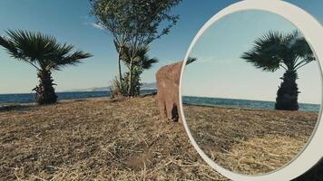 The Seaside and Tree Reflection on Mirror video
