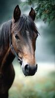Majestic brown horse standing calmly in a lush green field surrounded by soft misty backdrop at dawn photo