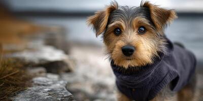 Cute dog in cozy sweater posing by the water on a chilly day in autumn photo