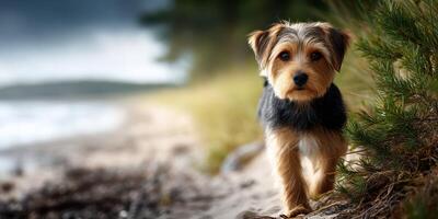 Cute dog walking along a sandy beach near a forested area in early morning light photo