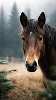 Horse stands in misty forest clearing surrounded by trees on a calm autumn morning photo