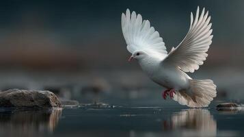 Majestic white bird takes flight above calm water in a serene outdoor setting at dawn photo
