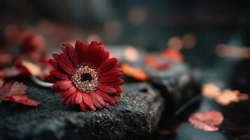 Vibrant red flower resting on a stone surrounded by autumn leaves in a tranquil outdoor setting photo