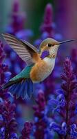 Colorful hummingbird hovering near vibrant purple flowers in a lush garden setting photo