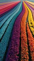 Colorful rows of blooming tulips stretch across the landscape during spring photo