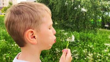Blond 10-year-old boy in white t-shirt blowing dandelion in slow motion with green foliage background video