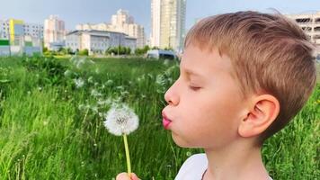 Blond 10-year-old boy in white t-shirt blowing dandelion in slow motion, urban background video