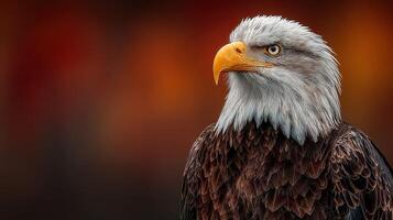 Majestic bald eagle perched against a vivid background showcasing natural beauty and strength photo