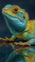 Colorful lizard showcasing vibrant blue and yellow hues on a reflective surface in an indoor setting photo