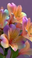 Colorful alstroemeria flowers arranged against a purple background in a still life composition photo