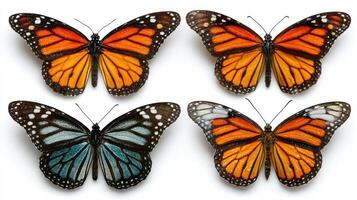 Variety of monarch butterflies displayed showcasing vibrant colors and patterns, ideal for nature enthusiasts and insect lovers photo