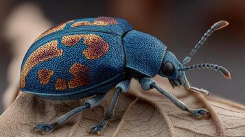Unique blue and brown spotted beetle perched on a leaf in a close-up view during daylight photo